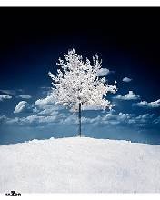pic for WINTER TREE